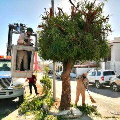 Continúan las Campañas de Limpieza en Los Cabos