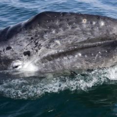 INICIA TEMPORADA DE AVISTAMIENTO DE BALLENA GRIS