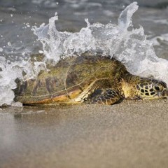 REALIZAN EN LA UABCS PRIMER TRABAJO DE FOTO IDENTIFICACIÓN DE TORTUGAS EN BCS