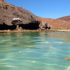 ESTUDIAN ESPECIES INVASORAS EN LA ENSENADA DE LA PAZ