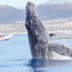 LAS AGUAS DE BCS BULLEN CON EL REGRESO DEL GIGANTE AMIGABLE A SU HOGAR