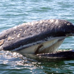 INVESTIGADORES DE LA UABCS LLEVAN A CABO ANÁLISIS DE LA ACTIVIDAD TURÍSTICA DE BALLENAS EN BAHÍA MAGDALENA