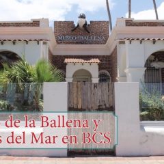 MUSEO DE LA BALLENA Y CIENCIAS DEL MAR EN BCS