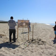 INSTALAN DE CERCOS PERIMETRALES PARA PROTECCIÓN DEL GALLITO MARINO