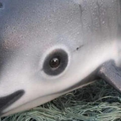 LUCHA POR LA PROTECCIÓN DE LA VAQUITA MARINA