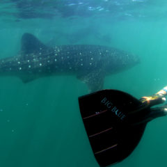 ESTRELLA NAVARRO POR LA CONSERVACIÓN DEL TIBURÓN BALLENA, EN LA BAHÍA DE LA PAZ