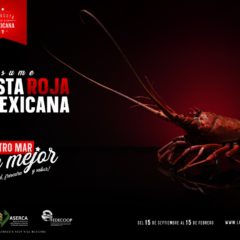 PRESENTA FEDECOOP LANGOSTA ROJA VIVA MEXICANA A HOTELEROS Y RESTAURANTEROS DE LOS CABOS