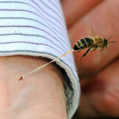 ADVIERTE IMSS POR PICADURAS DE ABEJAS