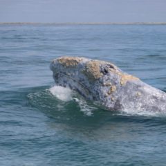 2DO. AVISTAMIENTO DE LA BALLENA GRIS EN PUERTO CHALE