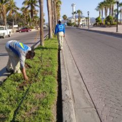 CONTINÚA ZOFEMAT DE LORETO TRABAJANDO EN LIMPIEZA DE PLAYAS A PESAR DE LA CONTINGENCIA