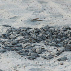 GRUPO TORTUGUERO DE LOS BARRILES BCS, SALVAGUARDA A LA TORTUGA GOLFINA