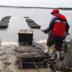 EL 15 DE JUNIO CIERRA PROGRAMA DE SEMILLA PARA CULTIVO DE OSTIÓN, CAMARÓN, TRUCHA Y TILAPIA