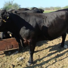 INICIAN BARRIDO CONTRA LA TUBERCULOSIS BOVINA EN CHAMETLA, EL CENTENARIO Y VALLE DE LA PAZ