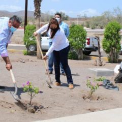 APOYA GOBIERNO ESTATAL REFORESTACIÓN DE ESPACIOS PÚBLICOS EN LORETO Y MULEGÉ