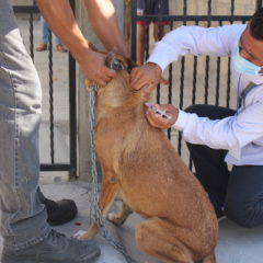 CONTINÚA SALUD ESTATAL ACCIONES DE VACUNACIÓN ANTIRRÁBICA CANINA Y FELINA EN LA ENTIDAD