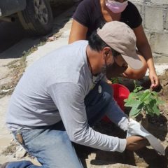 INVITA SETUES A SUMARSE A PROGRAMA DE REFORESTACIÓN