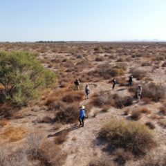 REALIZAN JORNADA DE BÚSQUEDA DE PERSONAS EN ZONA NORTE DE BCS