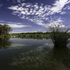 PARTICIPA BCS EN PROYECTO NACIONAL PARA LA CONSERVACION DE LA BIODIVERSIDAD