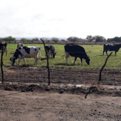 BENEFICIARÁN AL SECTOR GANADERO DE BCS PRIMERAS LLUVIAS DEL 2021