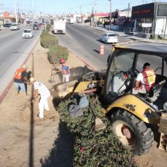 Gobierno de Los Cabos apuesta al mejoramiento de la imagen urbana; continúa la rehabilitación y reforestación de camellones