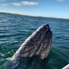 IMPERDIBLE AVISTAMIENTO DE BALLENA GRIS EN BCS