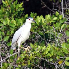 GOBIERNO DE BCS COORDINA MESA DE BIODIVERSIDAD PARA EL NORTE DE MÉXICO