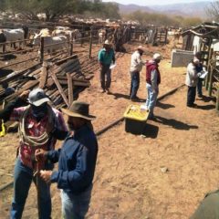 CONCLUYEN BARRIDO CONTRA TUBERCULOSIS BOVINA EN LORETO