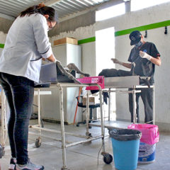 REALIZAN JORNADA DE ESTERILIZACIÓN CANINA Y FELINA EN SAN ANTONIO