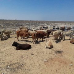 CUENTAN EN GUERRERO NEGRO CON CORRALES DE DESCANSO PARA GANADO