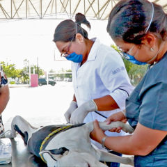 CONTINÚA SALUD ESTATAL CON ESTERILIZACIÓN CANINA Y FELINA AUN EN PANDEMIA