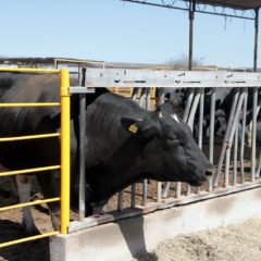 EN APOYO AL SECTOR GANADERO SUDCALIFORNIANO, IMPULSARÁ GOBIERNO DEL ESTADO SANIDAD ANIMAL