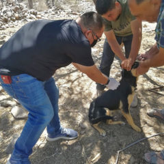 VACUNAN A CANINOS Y FELINOS EN LOCALIDADES RURALES DE BCS