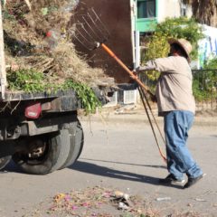 Servicios Públicos poda árboles en glorietas y avenidas de Los Cabos