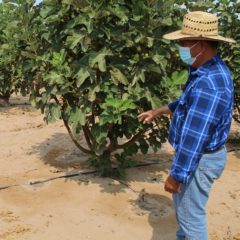 BUSCAN SEPADA Y FOSDEBCS ESQUEMAS DE FINANCIAMIENTO A FAMILIAS DEL SECTOR RURAL