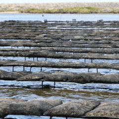 IMPULSA GOBIERNO ESTATAL LA ACUACULTURA COMO FUENTE DE DESARROLLO Y BIENESTAR