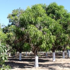 MANTIENE BCS RECONOCIMIENTO COMO ZONA      LIBRE DE LA MOSCA DE LA FRUTA