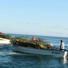 TEMPORADA DE LANGOSTA 2021- 2022 ALCANZARÁ META DE 1,800 TONELADAS DE PRODUCCIÓN