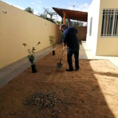 Con el fin de contribuir a la salud pública y del medio ambiente, se realiza jornada de reforestación en Los Cabos