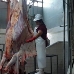 PRODUCE BCS MÁS DE 5 MIL 600 TONELADAS DE CARNE DE BOVINO AL AÑO