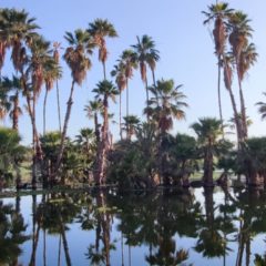 Refuerza Ecología y Medio Ambiente de Los Cabos medidas de prevención en Estero de SJC