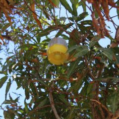 BAJA CALIFORNIA SUR CONSERVA ESTATUS DE ZONA LIBRE DE LA MOSCA DE LA FRUTA: SEPADA