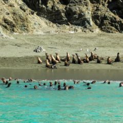 Riquezas naturales de BCS fortalecen turismo sustentable: SETUE