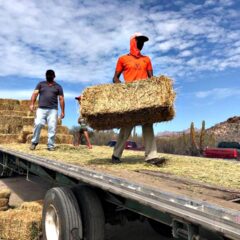 ENTREGA GOBIERNO ESTATAL MAS DE 8 MIL        PACAS DE ALFALFA A GANADEROS DE BCS