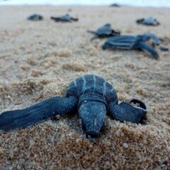 9 mil tortugas han liberado en Los Cabos en lo que va de la temporada de anidación