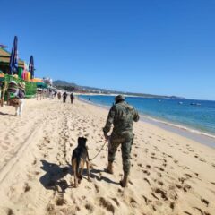 Continúa Operativo Binomio Canino en contra del narcomenudeo en Cabo San Lucas