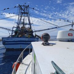  Verifica FONMAR excluidores de tortugas en barcos camaroneros