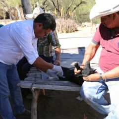 Continúan apoyos a productores ganaderos con atención veterinaria