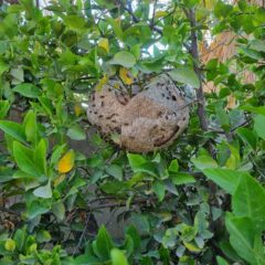 BUSCANDO GARANTIZAR LA SEGURIDAD  LA DIRECCION DE VIDA SILVESTRE DE LOS CABOS ATIENDE REPORTES DE ENJAMBRES DE ABEJAS EN EL MUNICIPIO.