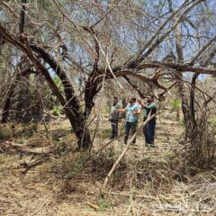 INICIARÁN GRADUALMENTE LA REFORESTACIÓN DEL ESTERO DE SAN JOSE DEL CABO