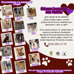 CONTINÚA EN LOS CABOS LAS CAMPAÑAS DE ADOPCIÓN RESPONSABLE DE MASCOTAS